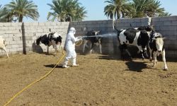 الصحة تسجل حالتي وفاة و16 إصابة جديدة بالحمى النزفية